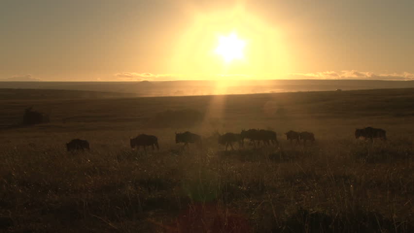Wildebeests walking under the rays of sunrise.
