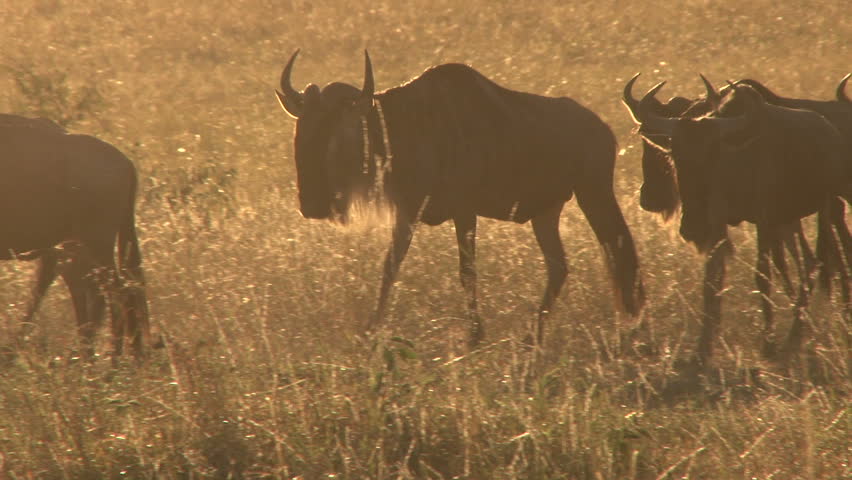 wildebeests walking in the sunrise light.
