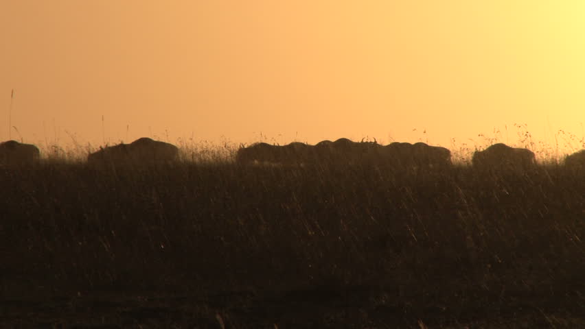 wildebeests walking in the sunrise
