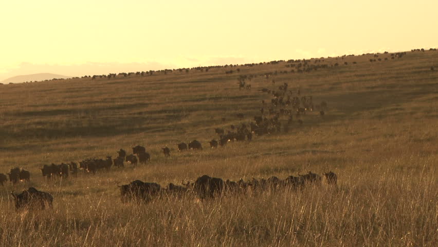 Wildebeests walking down a steep hill.

