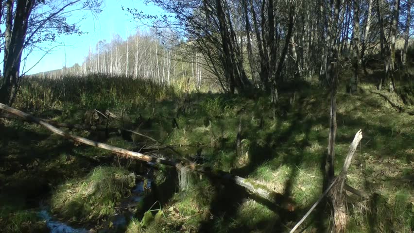 Babbling Brook near Mt. St. Helens