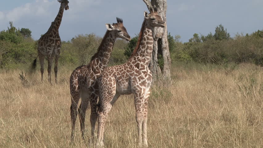 two young giraffes.
