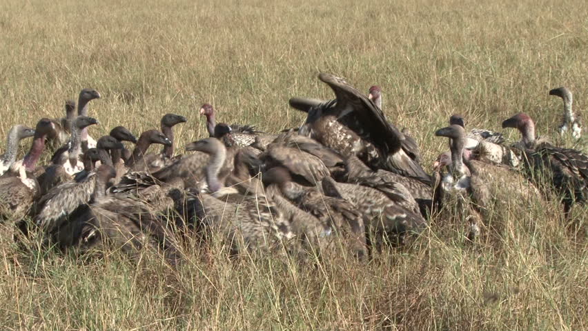 vultures eating and fighting 2.
