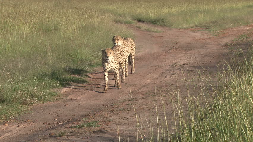 two brother cheetahs walking.
