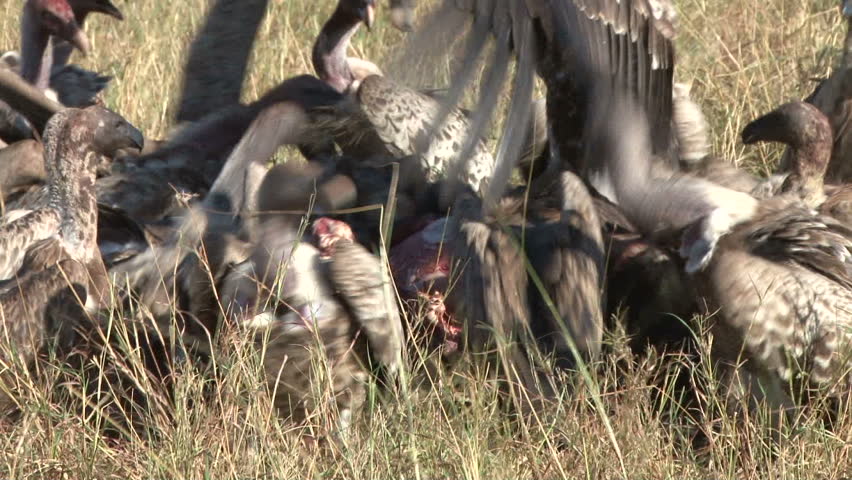 serious fight of vultures in a kill.
