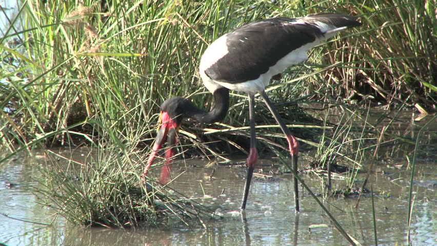 saddle bill stork swallows a fish.
