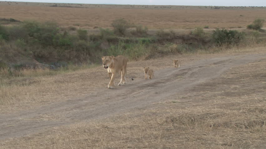 mother lion and two cubs 3
