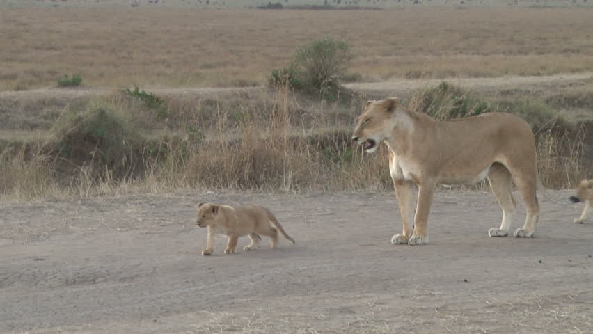 mother lion and two cubs walking