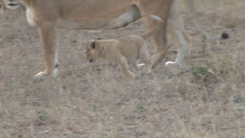 lioness licks her baby
