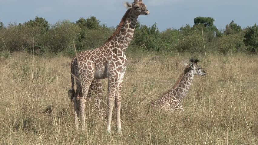 little giraffes resting in the plains