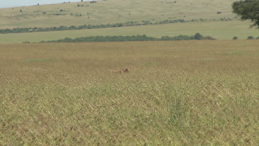 lioness hunting in long grass
