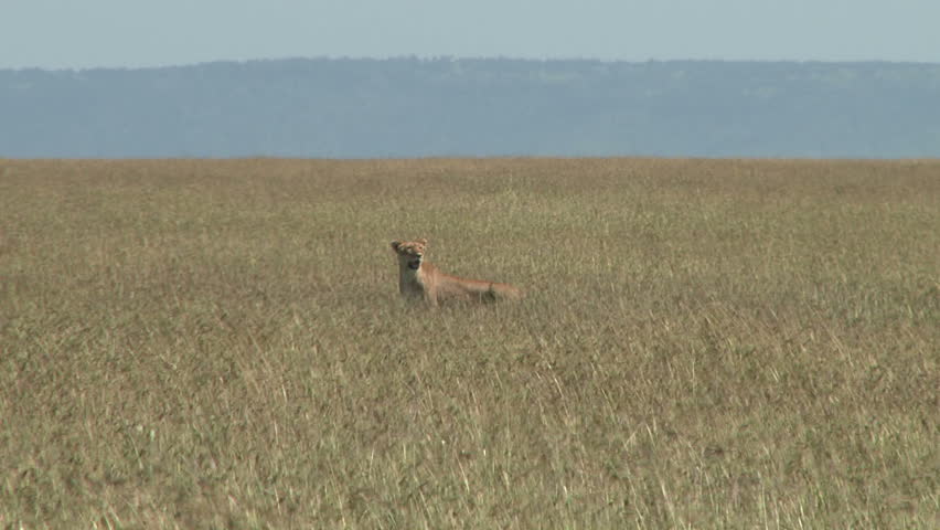 lioness in the middle of grassy plains.
