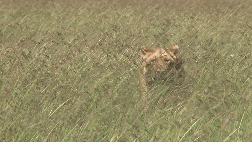 lioness in the middle of grassy plains 2.
