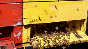 Apiary ; swarm of bees at the entrance to the hive,video clip