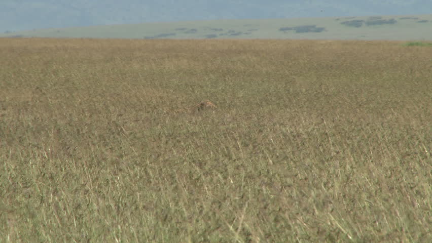 lioness in the middle of grassy plains 1
