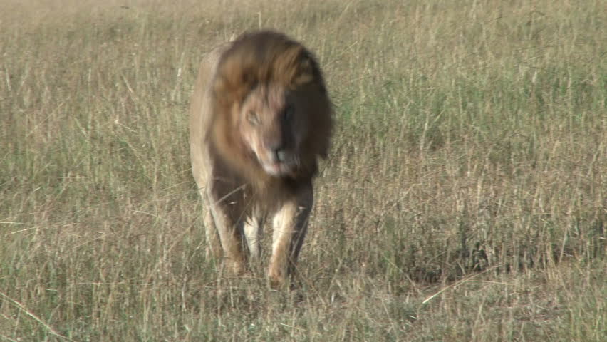 lion walks towards the camera.
