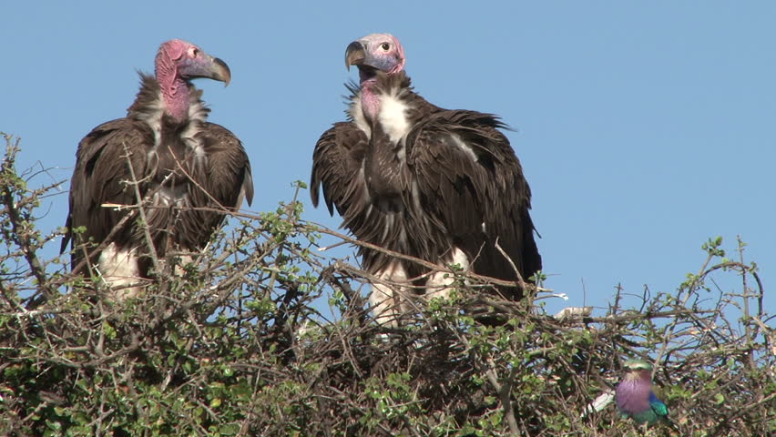 lappet faced vultures and a lillac breated roller zoom back
