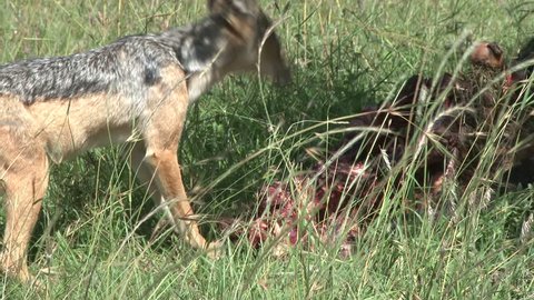 jackal tries to steal food from a lion 2.
