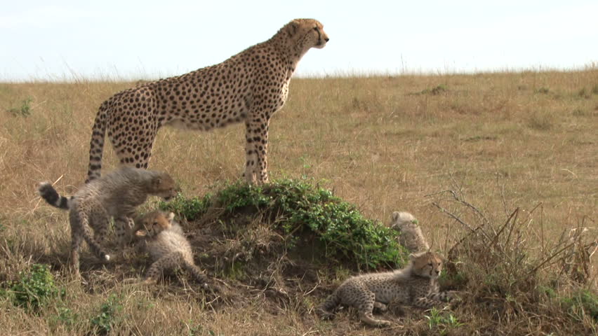 cheetah mother and her cubs
