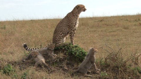 cheetah and babies 1.
