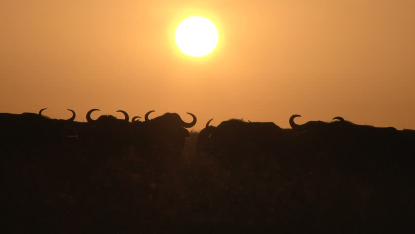 buffalo in the setting sun 1
