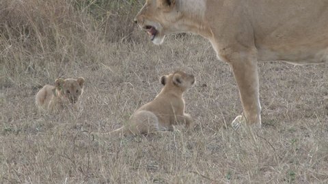 baby lion playing with mum
