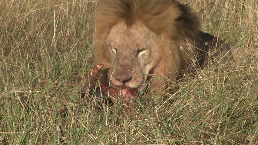 an old black maned lion tries eating a skin
