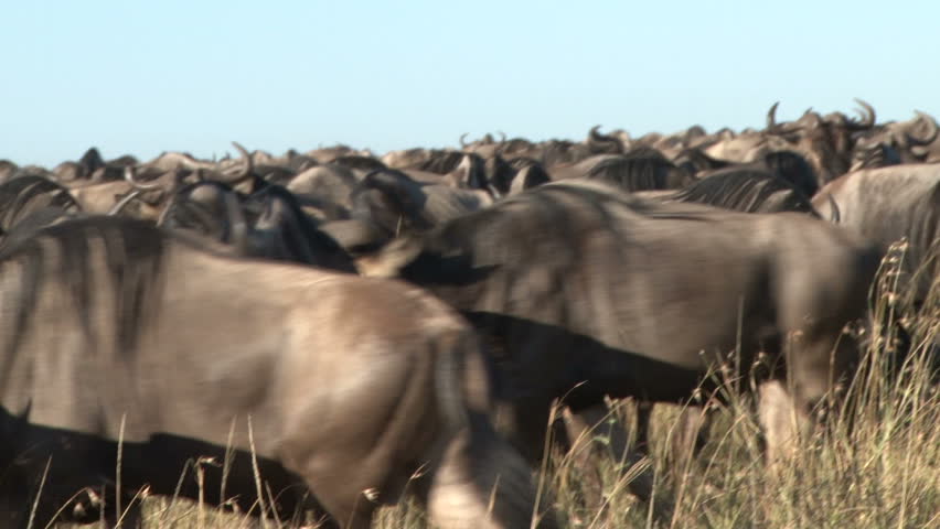 a very large group of migrating wildebeests.
