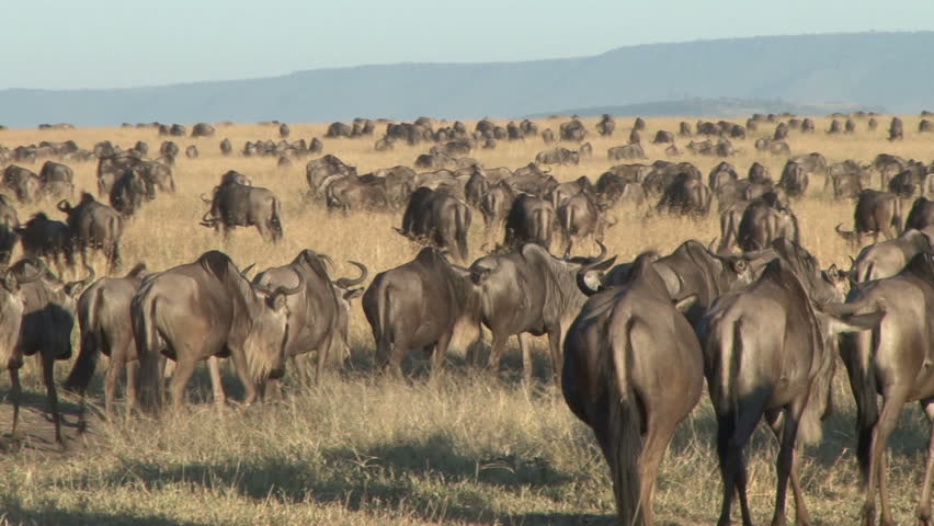 A large group of migrating wildebeests.
