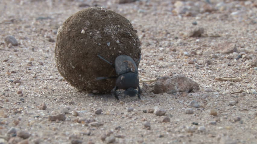 dung beetle pushing his dung house with his feet
