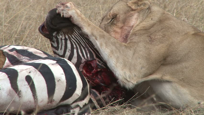 close up of lioness eating a zebra.
