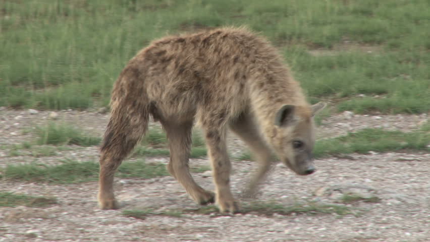 close up of hyens juvenile walking towards the camera.
