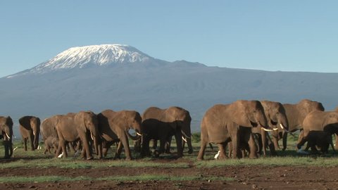 close up of elephants under kilimanjaro.
