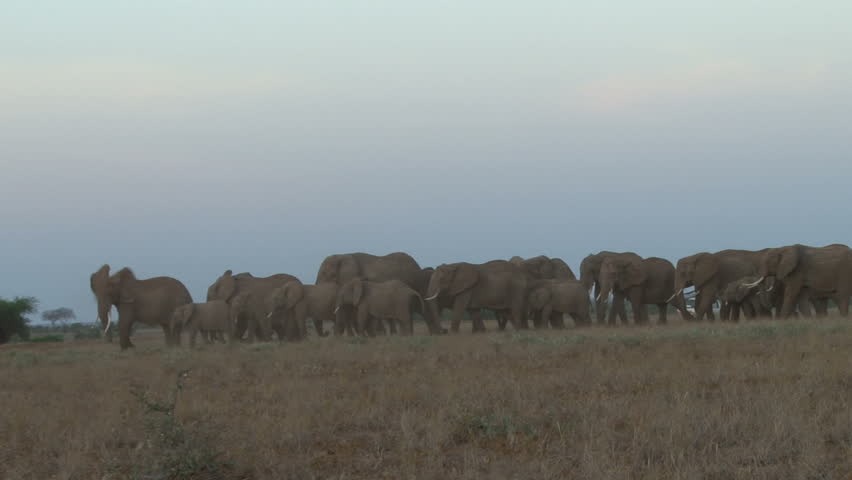 a large group of elephants migrating.
