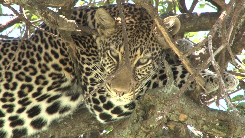 leopard in a tree 1.
