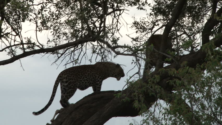 leopard climbs a tree.

