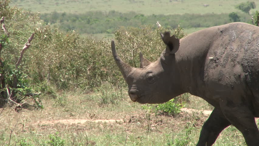 black rhino close up.
