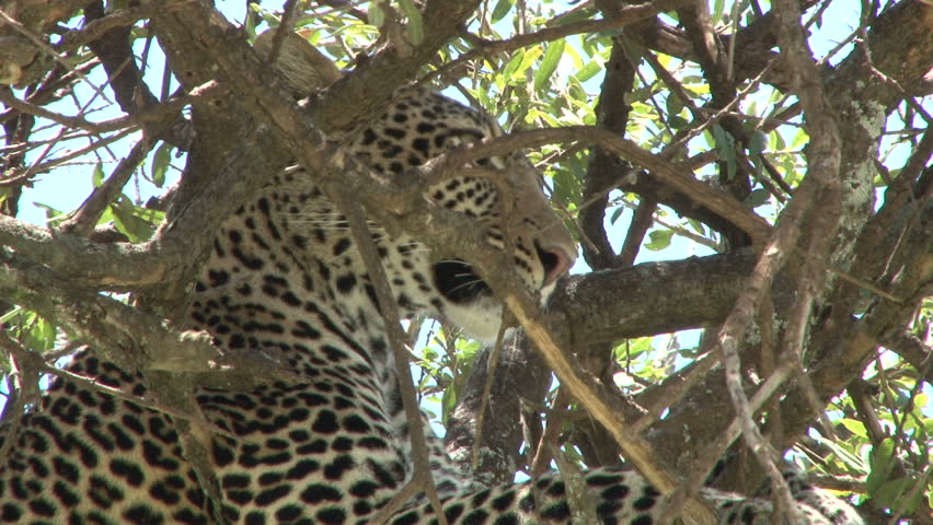 A very angry leopard in a tree.
