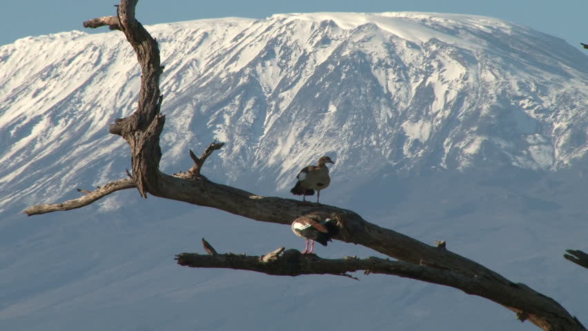 zoom out of egyptian geese with kilimanjaro in the background.
