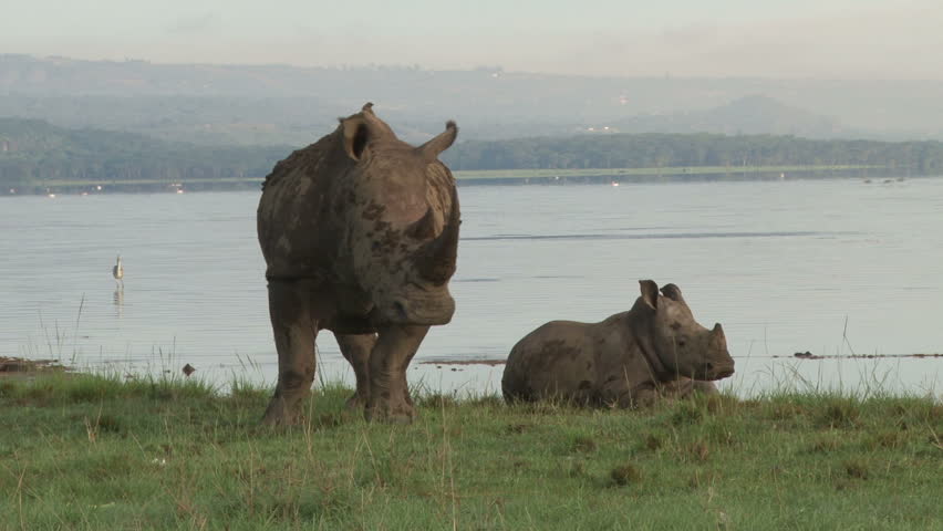 white rhino with a baby by the lake.
