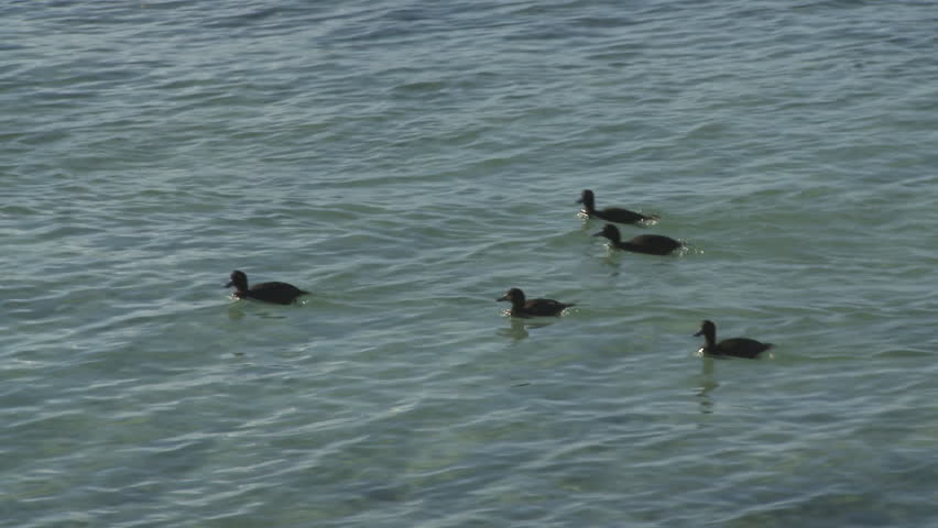 Black ducks on water