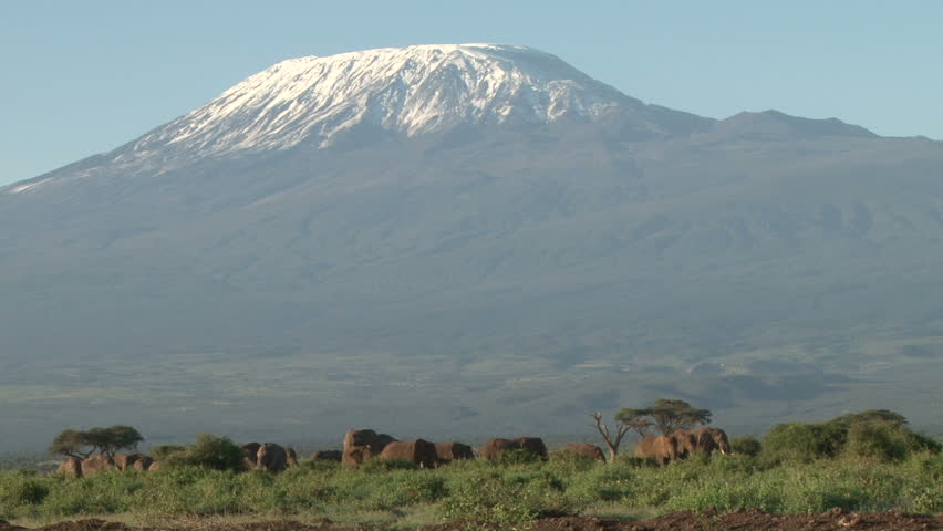 many elephants under the mountain kilimanjaro
