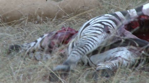 lioness turns a zebra kill to a better possition to eat.
