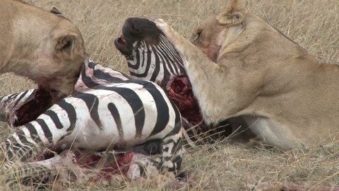 lioness eats the head of a zebra.
