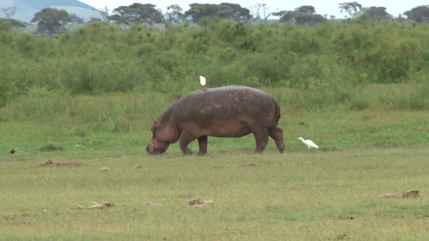 hippo on land with a bird on its back yawning.
