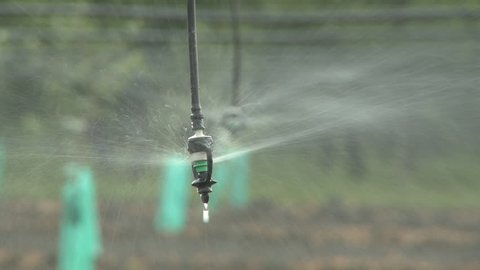 A rack focus shot of suspended sprinklers applying water in an orchard