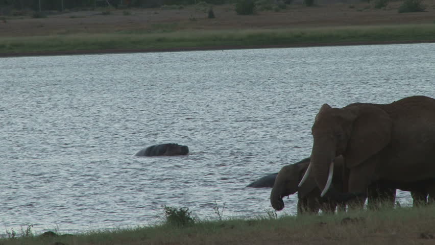 hipos confront elephants in a lake.
