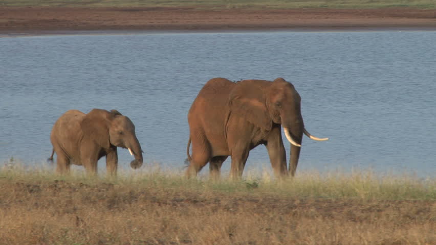 elephants mother and baby walking along a lake.
