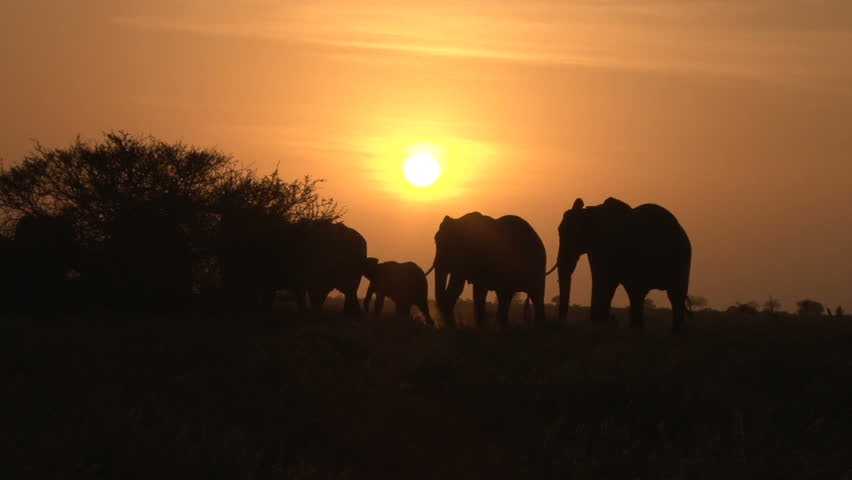 elephants in the plains with sunrise.
