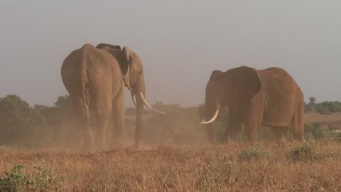 elephants bulls fighting in the plains 1
